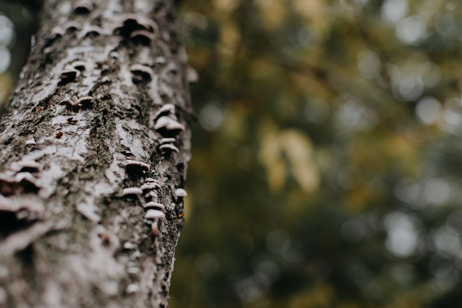 A detailed shot of lichen and fungi growing on a tree bark with a blurred background.