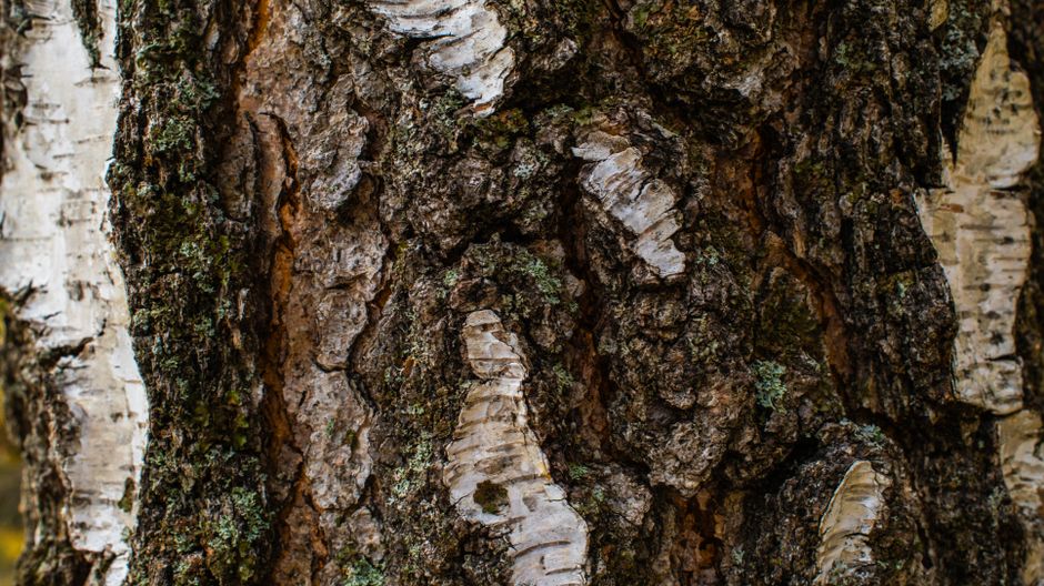 A close-up view capturing the rich texture and intricate patterns of birch tree bark.