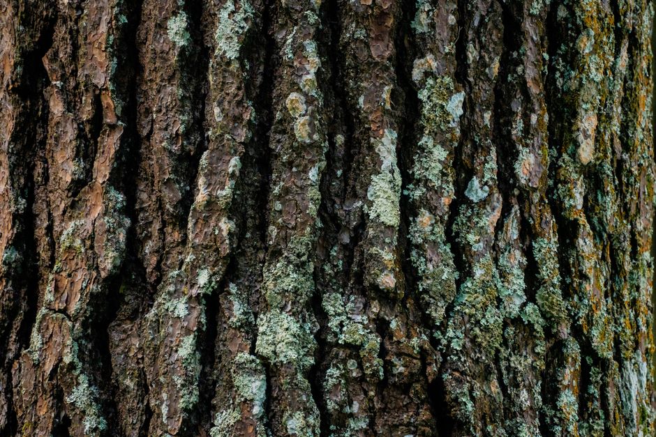 Detailed view of tree bark covered with green lichen, showcasing natural texture and patterns.