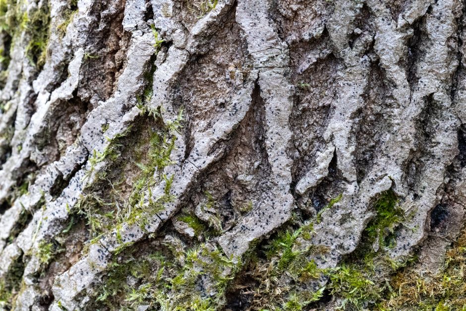 Detailed view of rugged tree bark with green moss, showcasing natural textures.