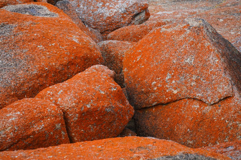 Close-up of vibrant orange granite boulders at Bicheno, Tasmania, showcasing unique natural textures.
