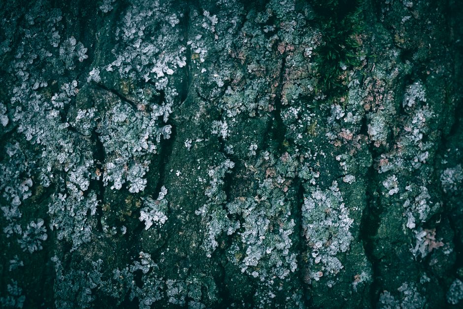 Detailed close-up of textured tree bark with green and white lichen patterns.
