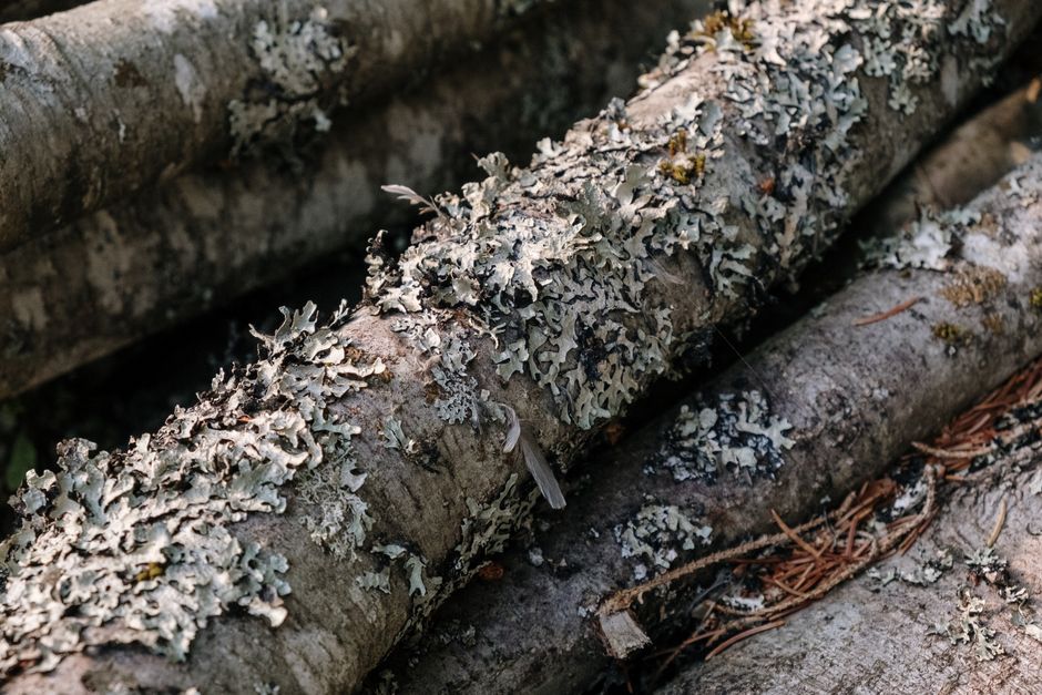 Detailed view of lichen growth on fallen tree logs in a natural forest setting.