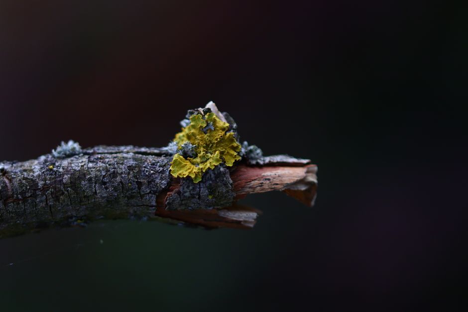 Macro shot of vibrant yellow lichen growing on a dark tree branch, highlighting natural details.