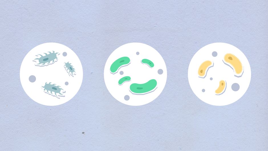 Top view of cutout paper appliques representing round shaped cells with different bacilli in capsules