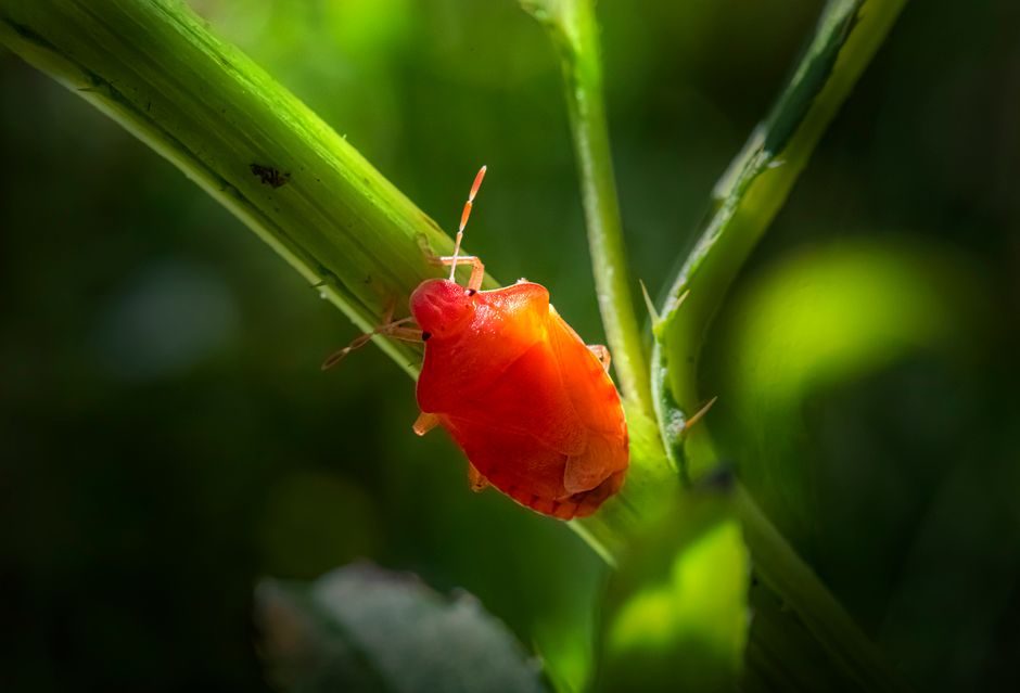Close-up of a vibrant red beetle on a green leaf in a tropical environment.
