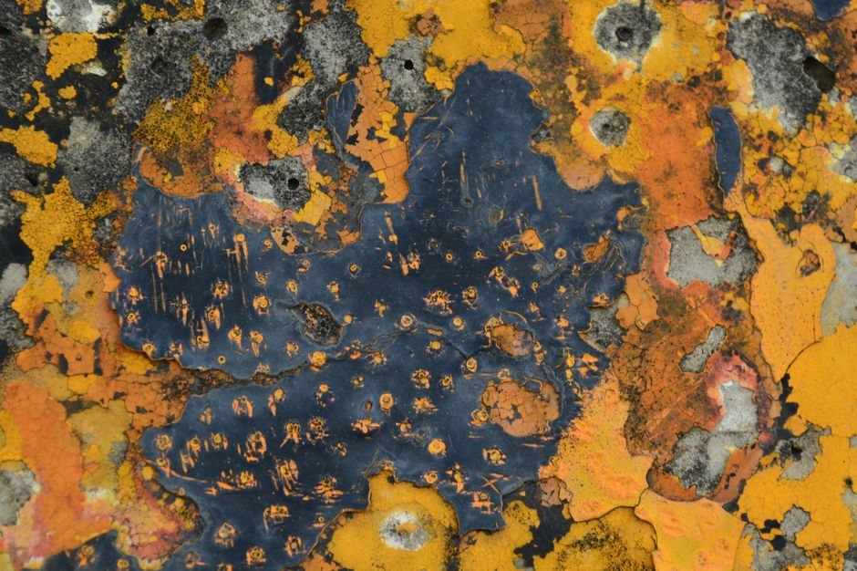 Detailed close-up of vibrant orange and black lichen on a rock, showcasing texture and growth patterns.