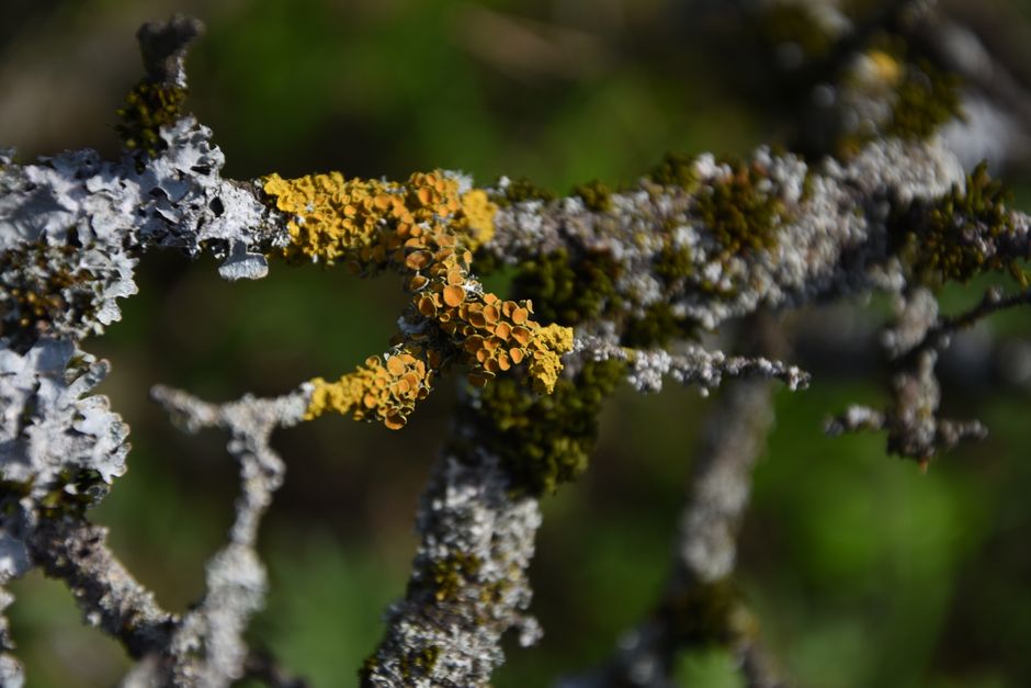 Detailed view of yellow-orange lichen growing on a forest tree branch, showcasing natural textures.