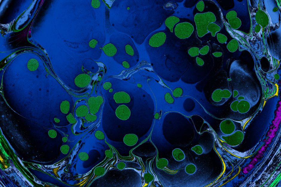 Colorful abstract artwork featuring green and blue fluid patterns with a marbled effect.