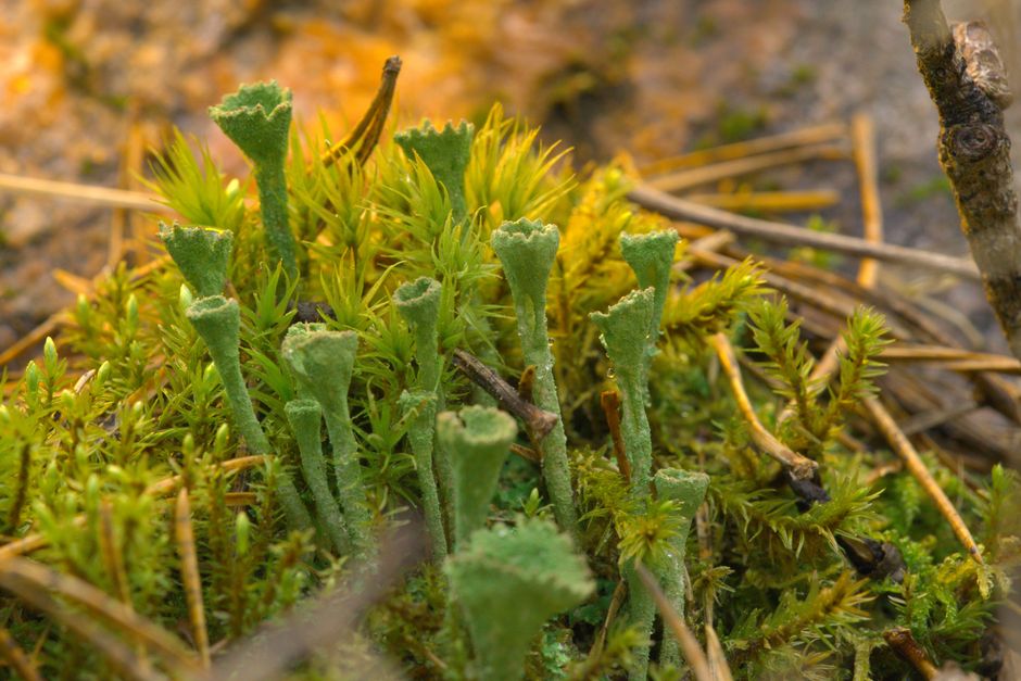 Close-up of vibrant Cladonia lichens and moss in Espoo's nature setting.