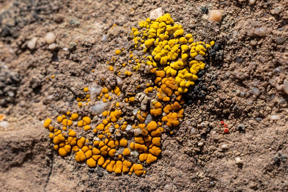 Close-up of vibrant orange and yellow lichens growing on a textured rock surface.