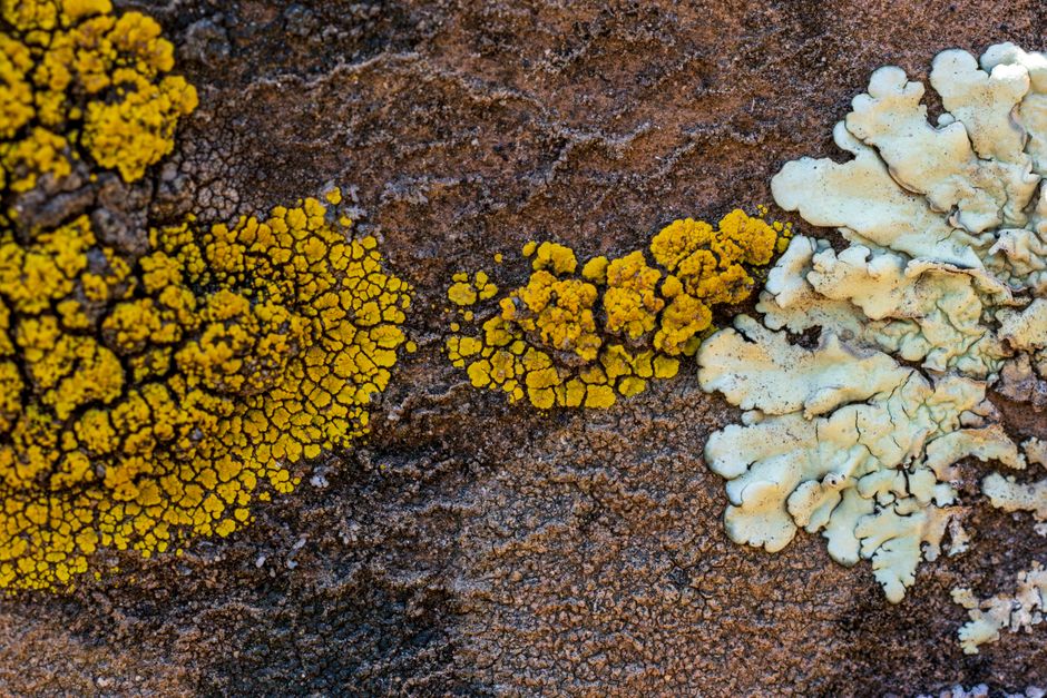 Detailed view of vibrant lichen growth on a rough textured rock surface.