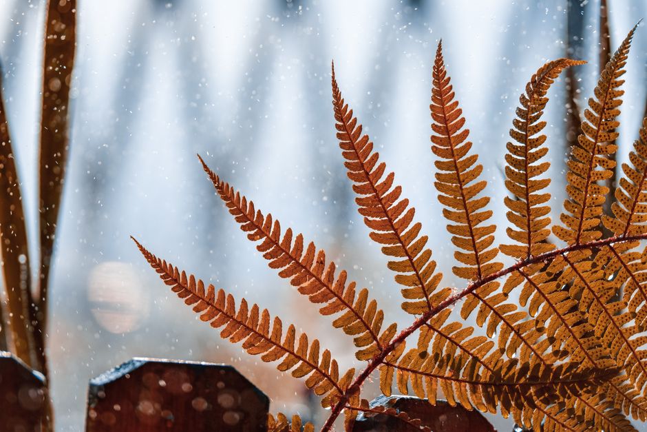 Detailed image of a brown fern leaf in autumn, with snow gently falling in the background.