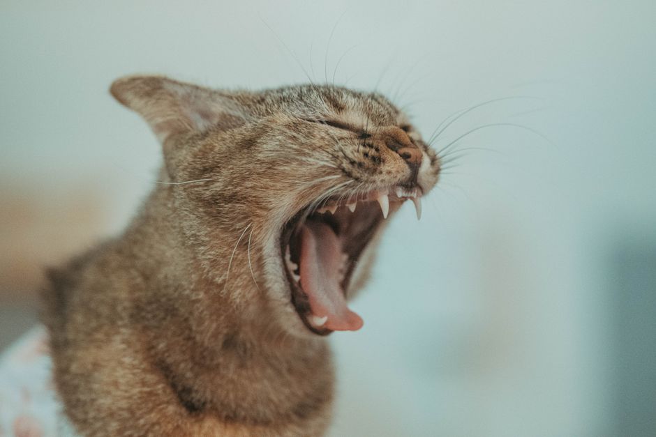 Close-up of a yawning cat, showcasing teeth and whiskers, conveying relaxation.