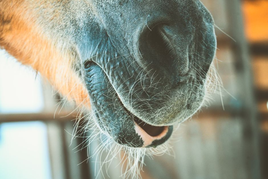 Detailed close-up of a horse's muzzle, showing its whiskers and texture, captured indoors.