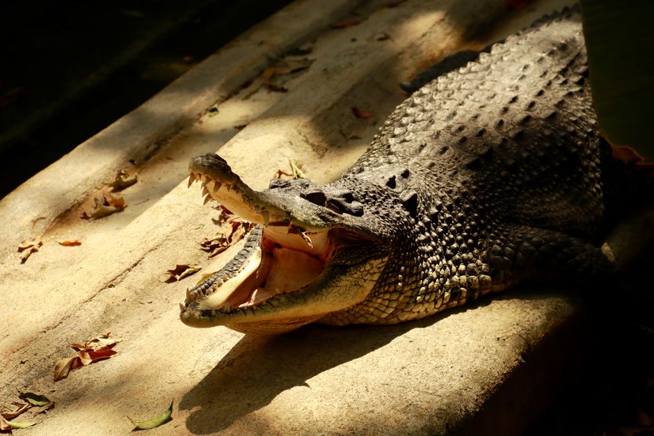 A crocodile resting under sunlight, mouth open in a natural habitat, capturing a wild moment.