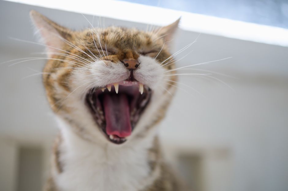 Adorable tabby cat yawning with eyes closed, showcasing sharp teeth and whiskers.