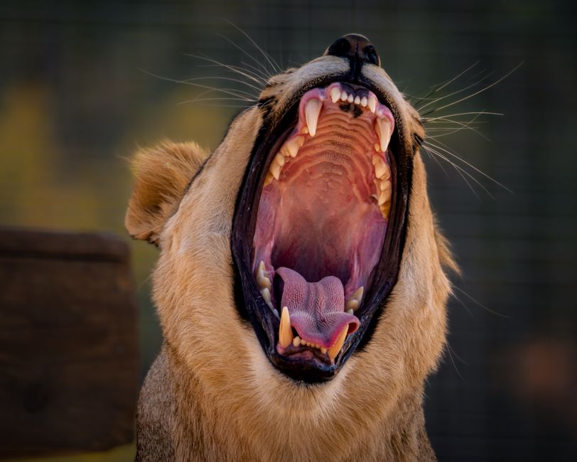 Close-up of a lioness yawning, showcasing powerful teeth and feline expression.