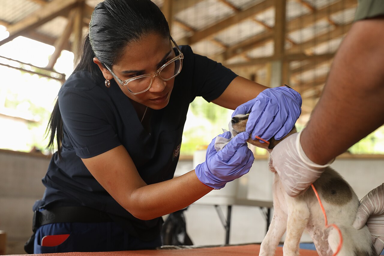 U S Army Veterinarian work at Valle La Estrella, Costa Rica, as part of Continuing Promise 2024 (8541749)