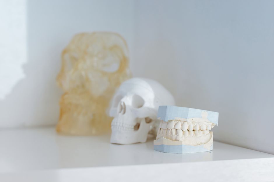 A minimalist display of dental and skull models, ideal for medical or educational themes.
