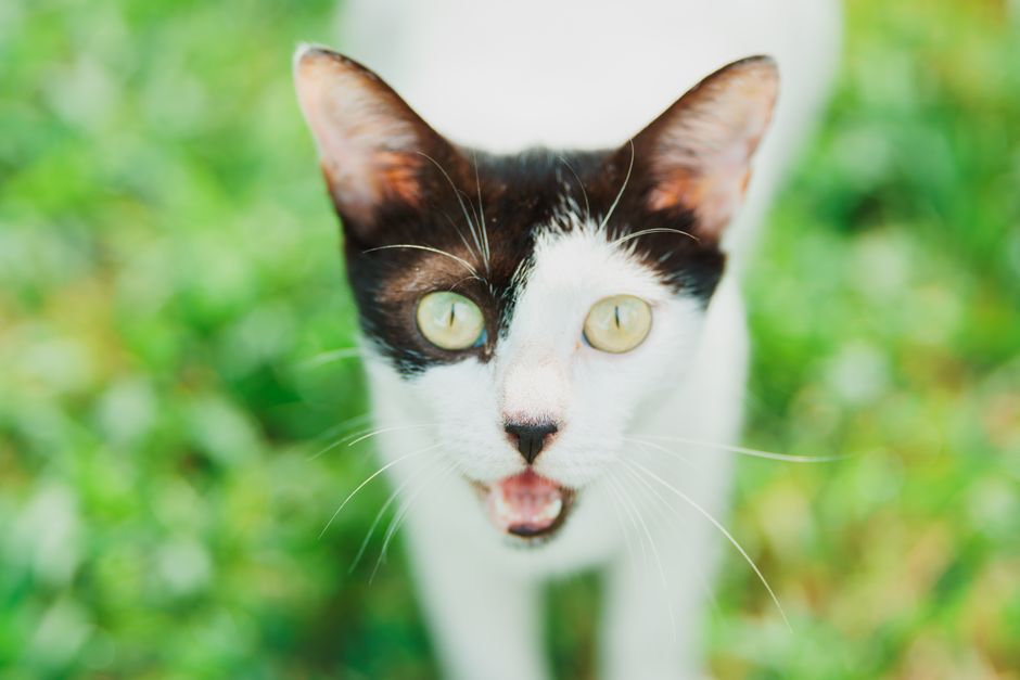 A black and white cat with an alert expression stands on green grass outdoors.