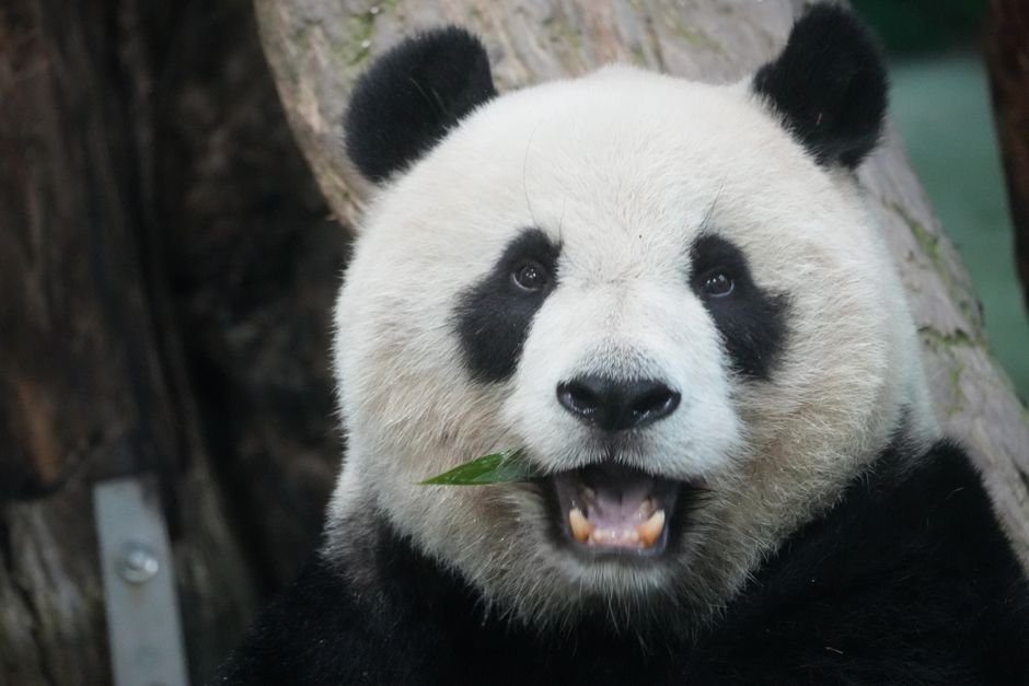 A playful giant panda chewing bamboo, showcasing its iconic black and white fur.