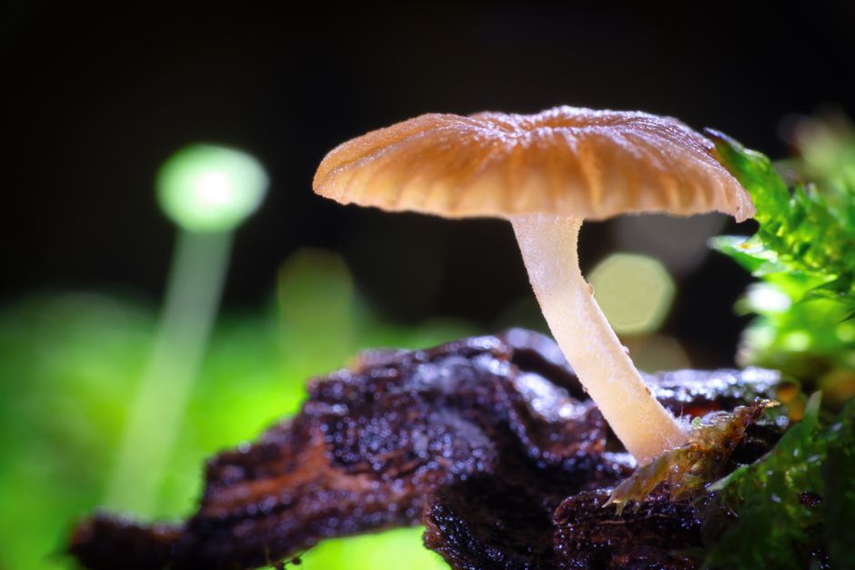 Detailed macro shot of a mushroom growing on a log in Hualien, Taiwan.