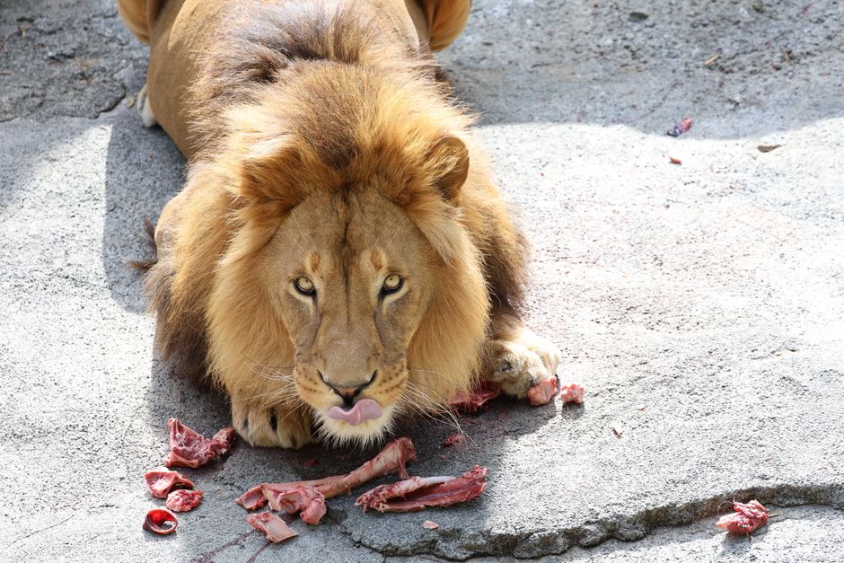 Male lion eating meat on stone ground in a zoo, showcasing its predatory nature.