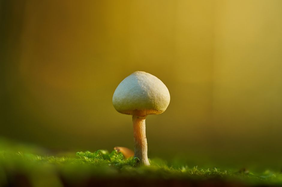 A single mushroom growing on lush green moss with a warm, blurred background.
