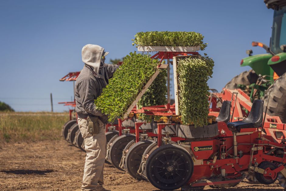 Farmer arranging seedlings on a planting machine in a sunny field, ready for cultivation.
