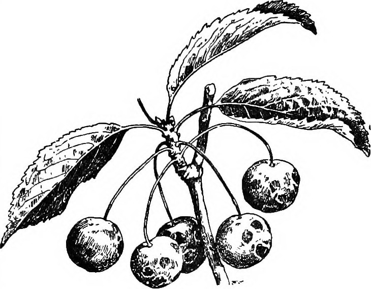 The standard cyclopedia of modern agriculture and rural economy, by the most distinguished authorities and specialists under the editorship of Professor R. Patrick Wright (1908) (14598516447)