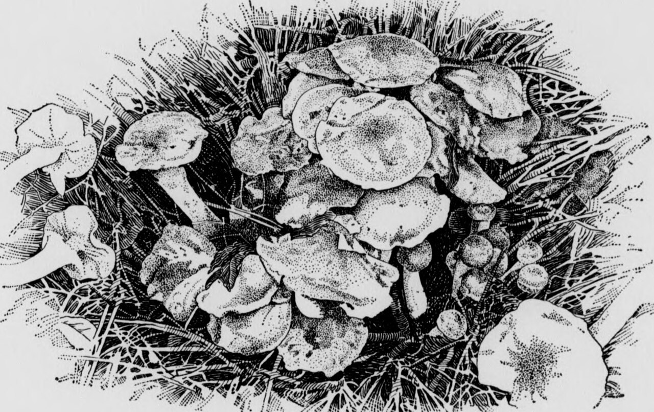 Cirtus fruits under irragation (1914) (20644721482)